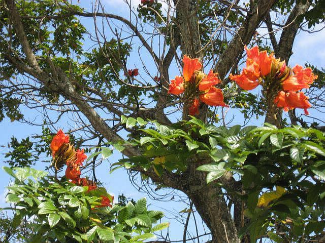 afruican tulip tree.jpg